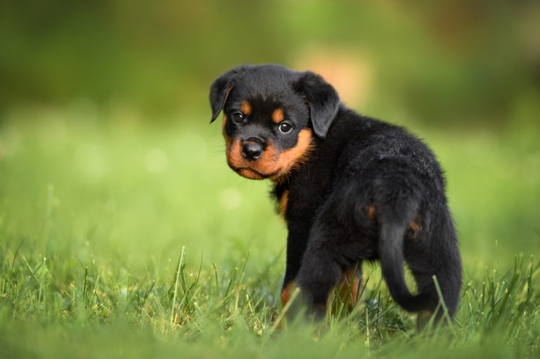 Raising a confident yorkie - Tips for new owners