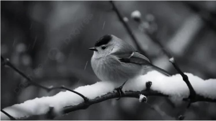 Black and White Photography – The Return of Classic and Enduring Beauty